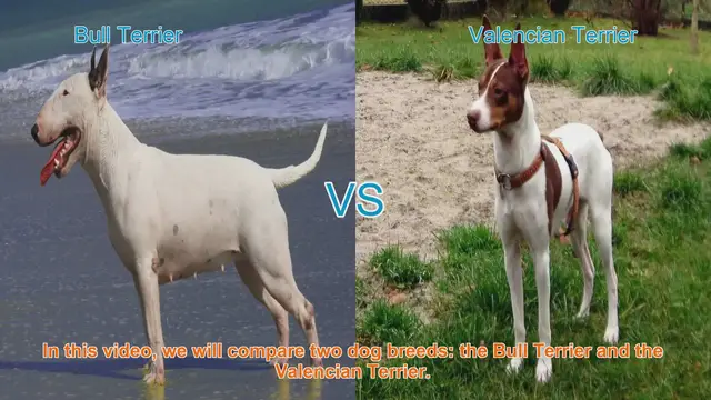 Video thumbnail for Bull Terrier vs. Valencian Terrier: A Comprehensive Comparison