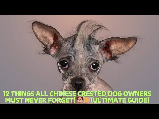 Video thumbnail for 12 Things All Chinese Crested Dog Owners Must Never Forget! 🐶✨ (Ultimate Guide)