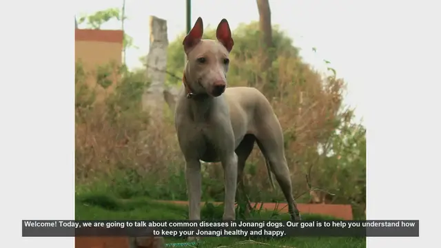 Video thumbnail for Common Health Issues in Jonangi Dogs and How to Prevent Them