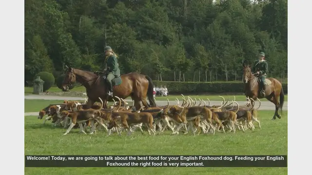 Video thumbnail for Best Food for Your English Foxhound: A Complete Guide
