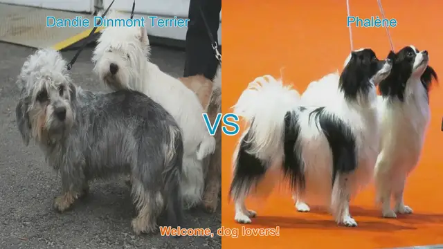 Video thumbnail for Dandie Dinmont Terrier vs. Phalène: A Comparison of Two Charming Dog Breeds