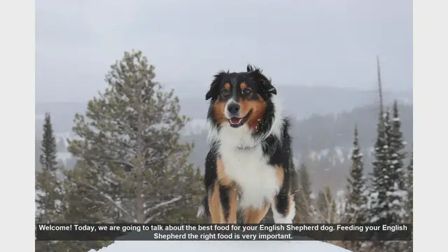 Video thumbnail for Best Food for Your English Shepherd: A Complete Guide