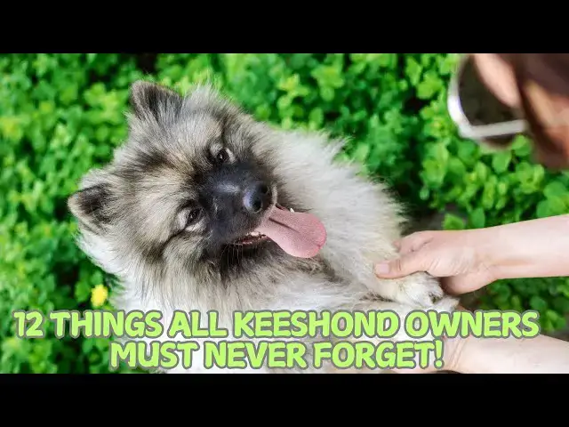 Video thumbnail for 12 Things All Keeshond Owners Must Never Forget! 🐕❄️