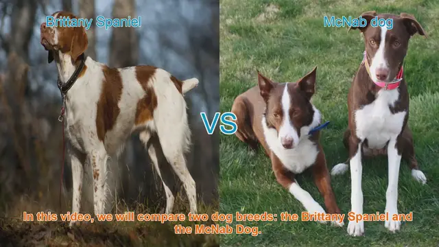 Video thumbnail for Brittany Spaniel vs. McNab Dog: A Comparison of Two Energetic Breeds