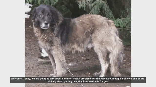 Video thumbnail for Common Health Problems in Rize Koyun Dogs: What You Need to Know