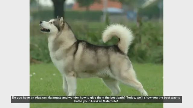 Video thumbnail for How to Bathe Your Alaskan Malamute: Step-by-Step Guide