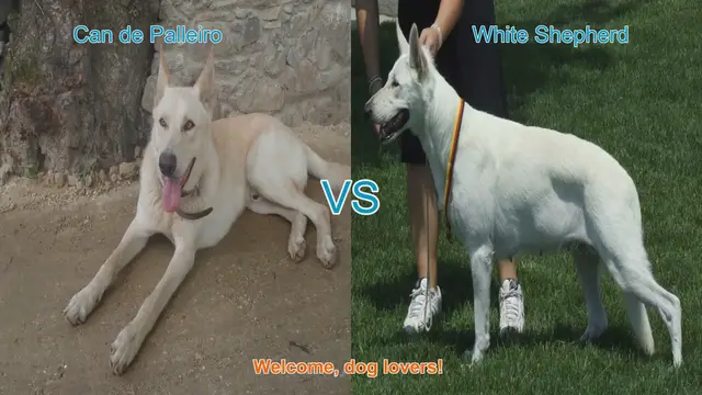 Video thumbnail for Can de Palleiro vs. White Shepherd: A Comprehensive Comparison