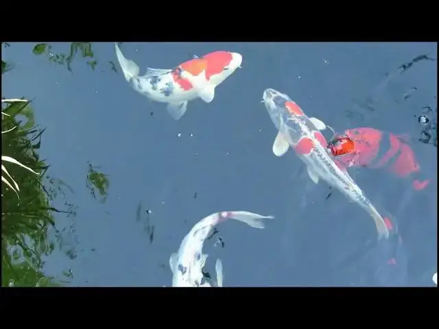 Video thumbnail for Koi Fish: Myths, Omens, and Scientific Facts
