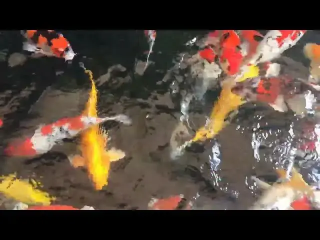 Video thumbnail for Koi Fish in Japanese Art: Symbols of Hope and Perseverance