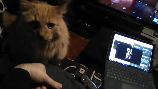 Video thumbnail for Parker vs $30 Camera 2: Parker Vs Spiderman edition | Parker The Cat