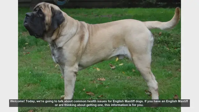 Video thumbnail for Common Health Issues in English Mastiff Dogs: What You Need to Know