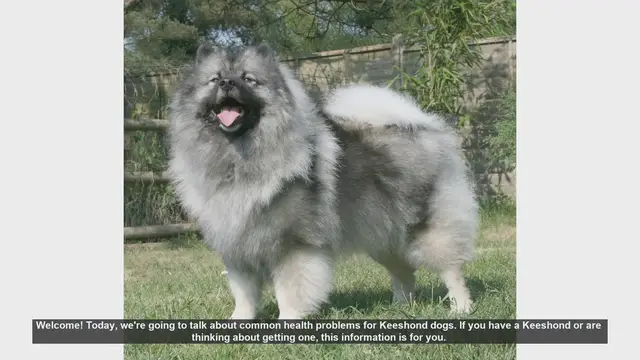 Video thumbnail for Common Health Problems in Keeshond Dogs: What You Need to Know