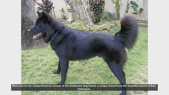 Video thumbnail for Kintamani Dog Breed Review: Pros and Cons of Owning a Balinese Companion