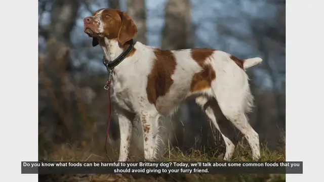 Video thumbnail for Foods to Avoid Feeding Your Brittany Dog: Essential Tips for Pet Owners