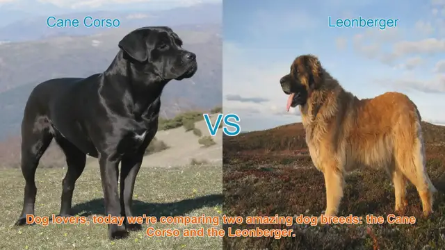 Video thumbnail for Cane Corso vs. Leonberger: A Comparison of Two Remarkable Dog Breeds