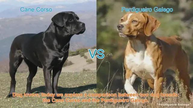 Video thumbnail for Cane Corso vs. Perdigueiro Galego: A Comprehensive Breed Comparison