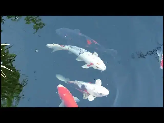 Video thumbnail for Koi Fish: Symbols of Japanese Family Heritage