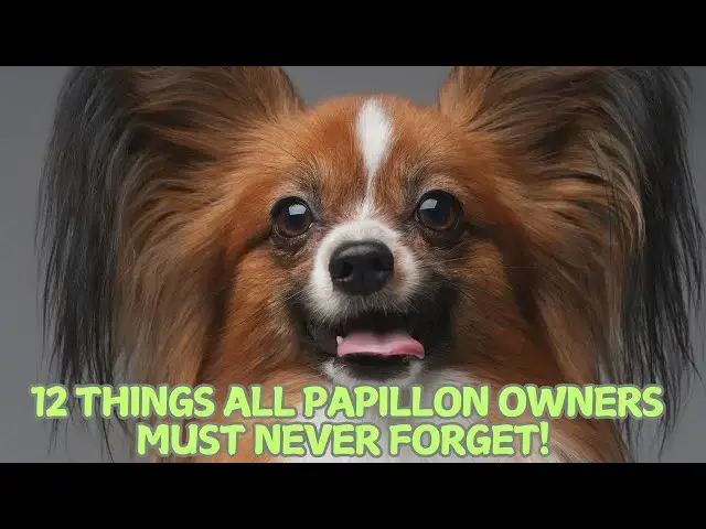 Video thumbnail for 12 Things All Papillon Owners Must Never Forget! 🐶✨