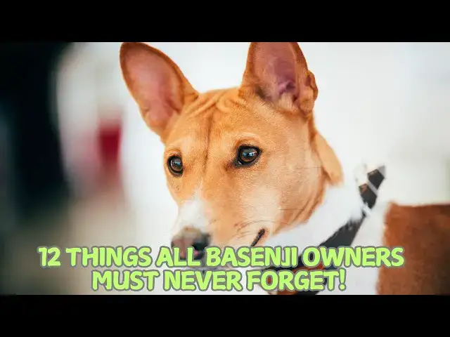 Video thumbnail for 12 Things All Basenji Owners Must Never Forget! 🐾