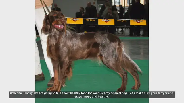 Video thumbnail for Healthy Food Tips for Your Picardy Spaniel