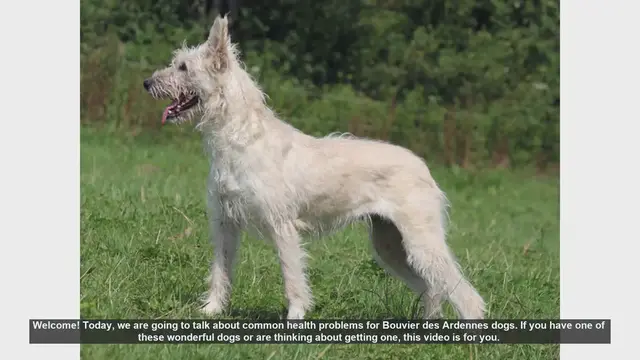 Video thumbnail for Common Health Problems in Bouvier des Ardennes Dogs