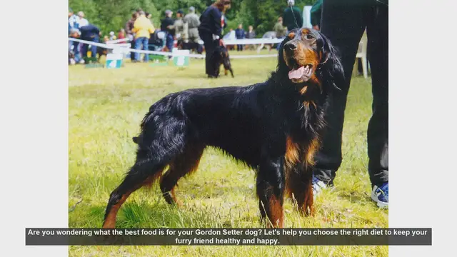 Video thumbnail for Best Diet for Your Gordon Setter: Keep Your Dog Healthy and Energetic!
