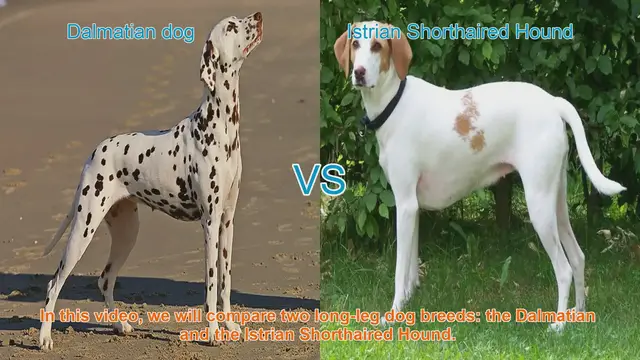 Video thumbnail for Dalmatian vs. Istrian Shorthaired Hound: A Breed Comparison
