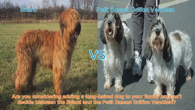 Video thumbnail for Briard vs. Petit Basset Griffon Vendéen: A Detailed Breed Comparison