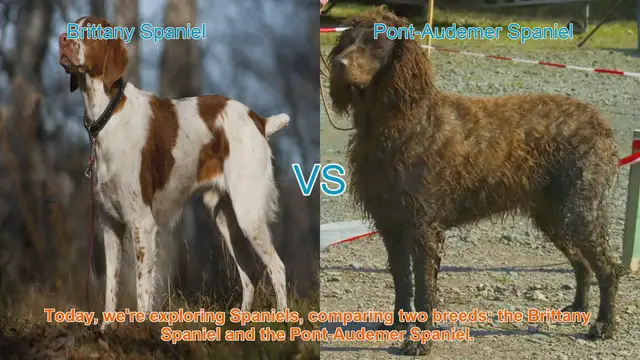 Video thumbnail for Spaniel Showdown: Brittany vs. Pont-Audemer