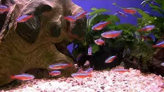 Video thumbnail for Neon Tetra Schooling Behavior