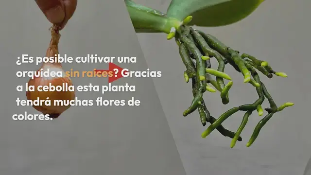 'Video thumbnail for Con una sola cebolla tu orquídea crece con raíces llenas y una avalancha de flores'