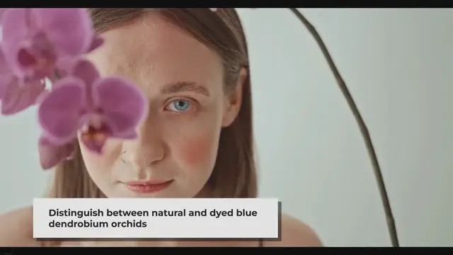 'Video thumbnail for Are Blue Dendrobium Orchids Natural or Dyed? Unveiling the Truth'
