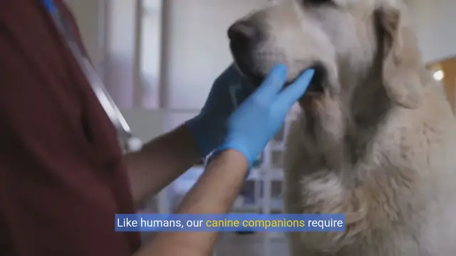 Video thumbnail for Pearly Whites: A Dog Owner's Guide to Dental Health