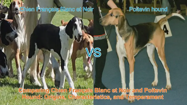 Video thumbnail for Comparing Chien Français Blanc et Noir and Poitevin Hound: Origins, Characteristics, and Temperament