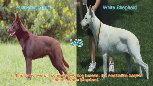 Video thumbnail for Australian Kelpie vs. White Shepherd: A Breed Comparison