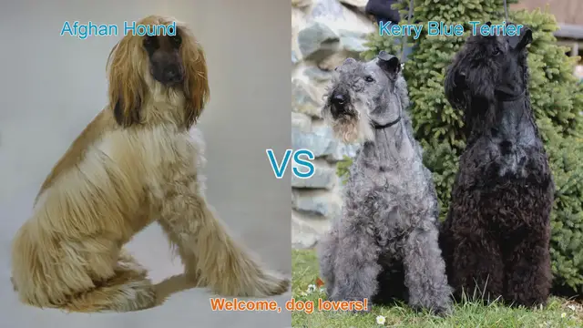 Video thumbnail for Afghan Hound vs. Kerry Blue Terrier: A Comparison of Long-Haired Dog Breeds