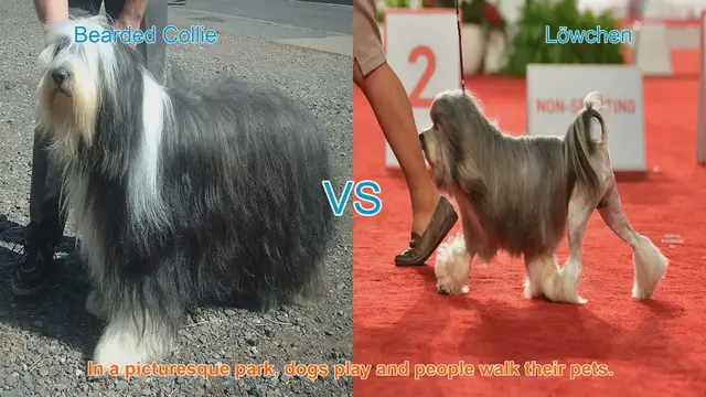 Video thumbnail for Comparing Bearded Collie and Löwchen: Long-Haired Dog Breeds