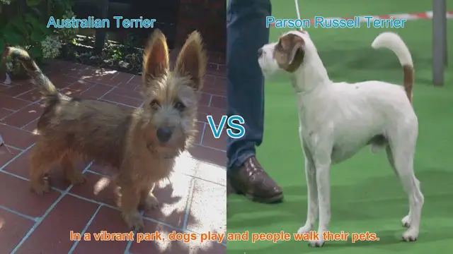 Video thumbnail for Australian Terrier vs. Parson Russell Terrier: A Comparison of Energetic Dog Breeds