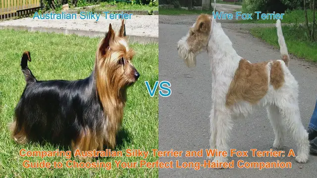 Video thumbnail for Comparing Australian Silky Terrier and Wire Fox Terrier: A Guide to Choosing Your Perfect Long-Haired Companion