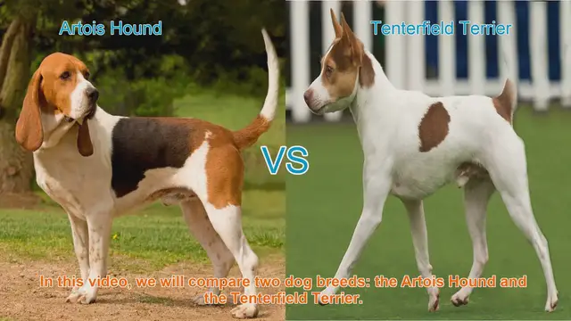 Video thumbnail for Artois Hound vs. Tenterfield Terrier: A Breed Comparison