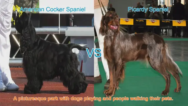 Video thumbnail for Spaniel Showdown: American Cocker vs. Picardy Spaniel