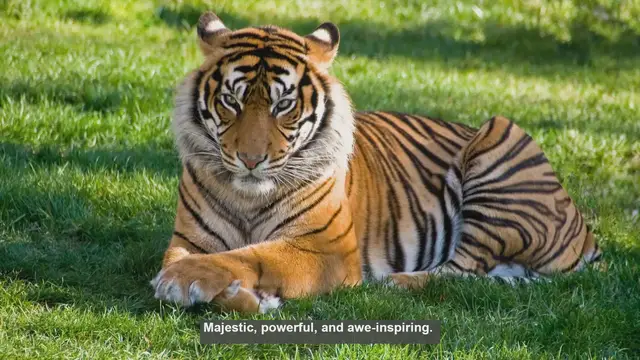 Video thumbnail for 10 Unique Traits of Tigers: What Makes Them Special