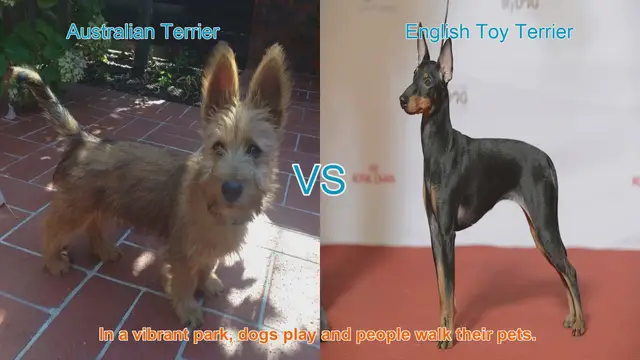 Video thumbnail for Comparing Australian Terrier and English Toy Terrier: A Comprehensive Guide