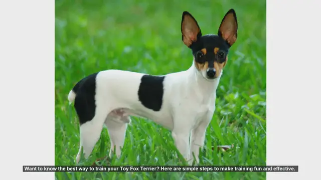 Video thumbnail for Effective and Fun Training Tips for Your Toy Fox Terrier