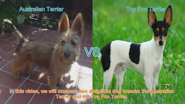 Video thumbnail for Comparing Australian Terrier and Toy Fox Terrier: Which Breed is Right for You?