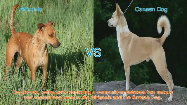 Video thumbnail for Africanis vs. Canaan Dog: A Comparative Guide