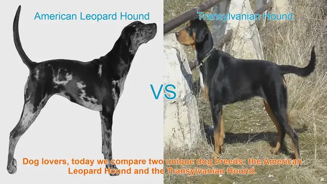 Video thumbnail for American Leopard Hound vs. Transylvanian Hound: A Comparison