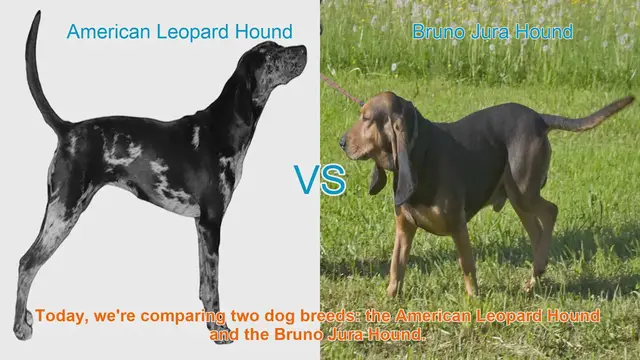 Video thumbnail for American Leopard Hound vs. Bruno Jura Hound: A Comprehensive Comparison