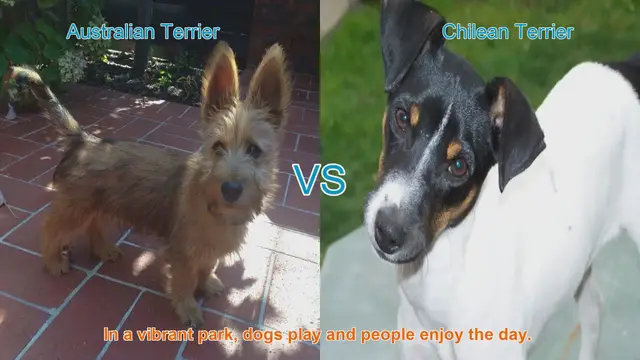 Video thumbnail for Australian Terrier vs. Chilean Terrier: A Breed Comparison