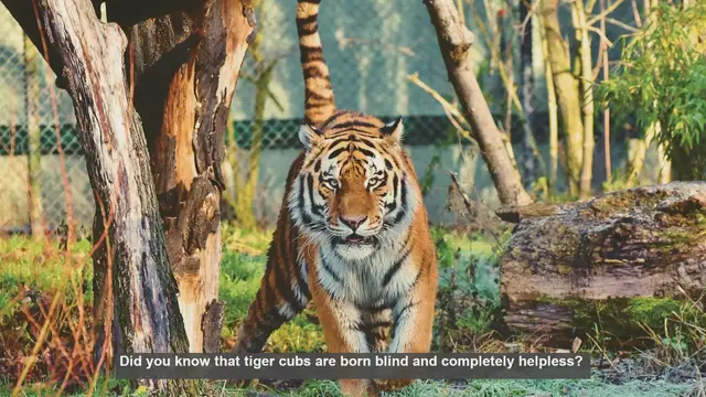 Video thumbnail for 10 Surprising Facts About Tiger Cubs: From Birth to Independence